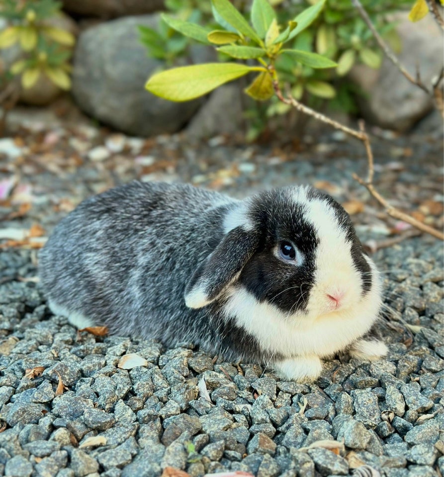 Kanin, Minilop, 2 år