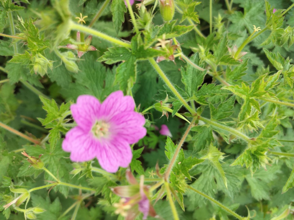 Staude Geranium/Storkenæb 2