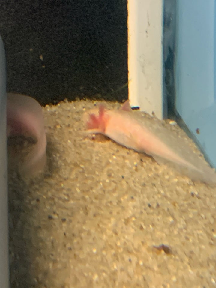 Axolotl , 15 stk.