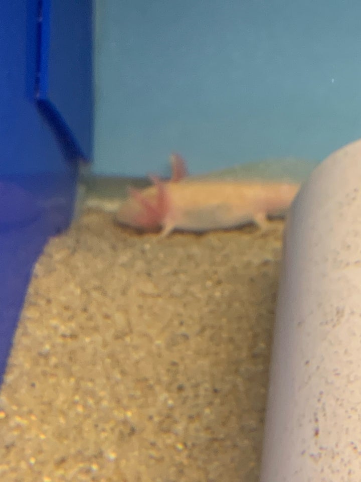 Axolotl , 15 stk.