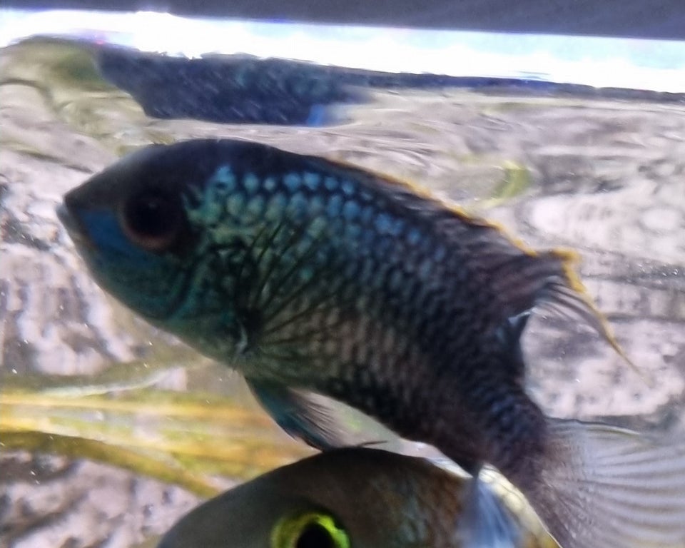 Electric blue acara, 2 stk.