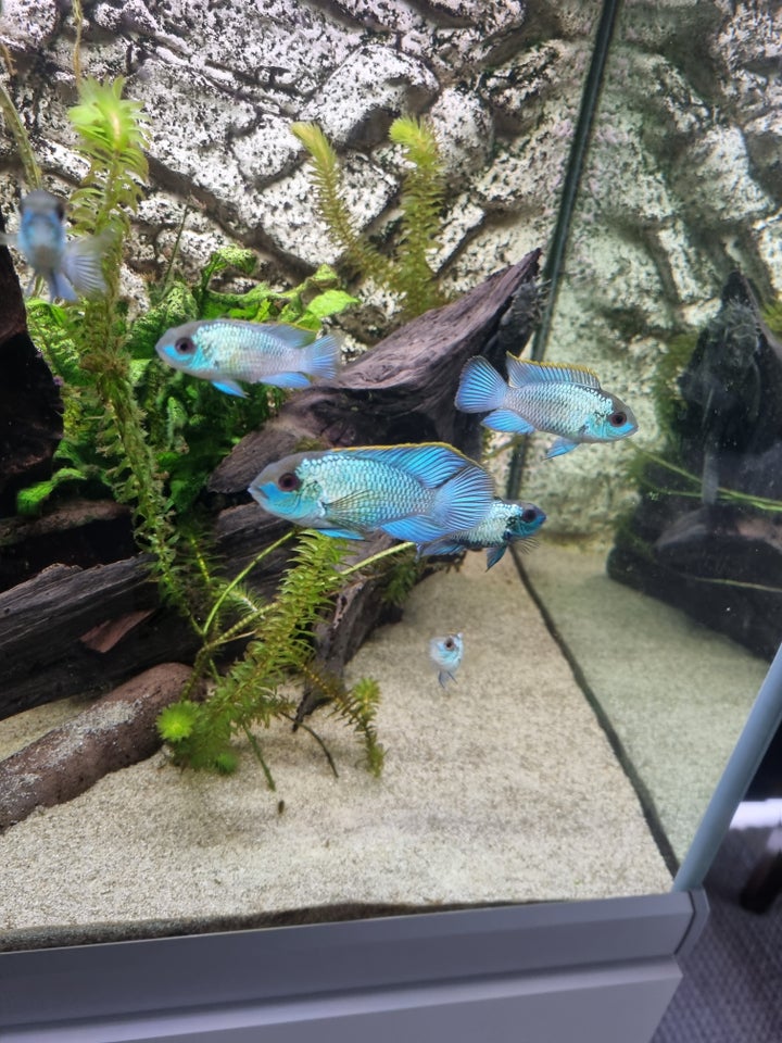 Electric blue acara, 2 stk.