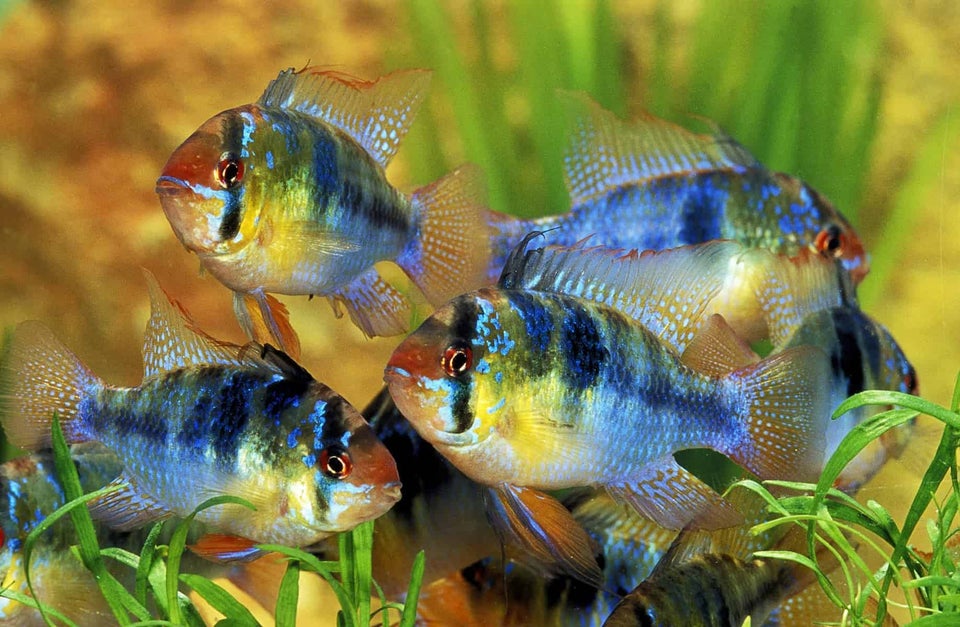 Mikrogeophagus ramirezi