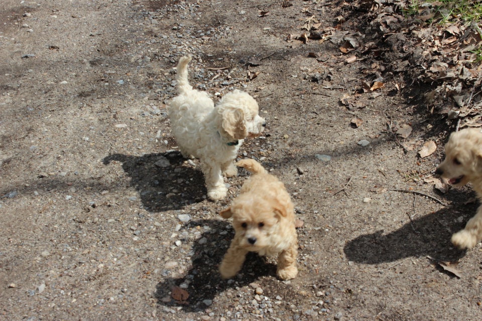 Cavapoo F1B hvalpe klar nu!