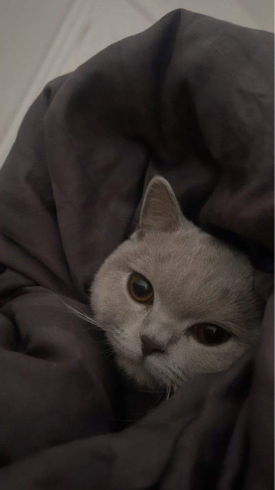 British Shorthair hunkat 2 år