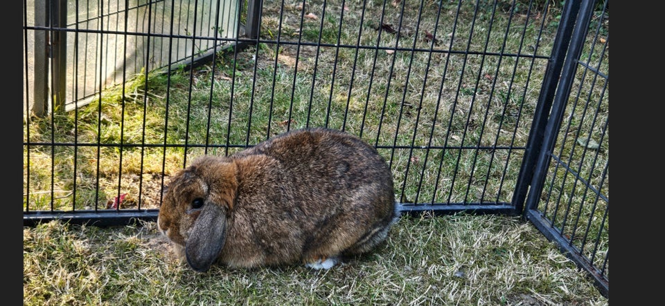 Kanin, Dværgvædder, 1 år