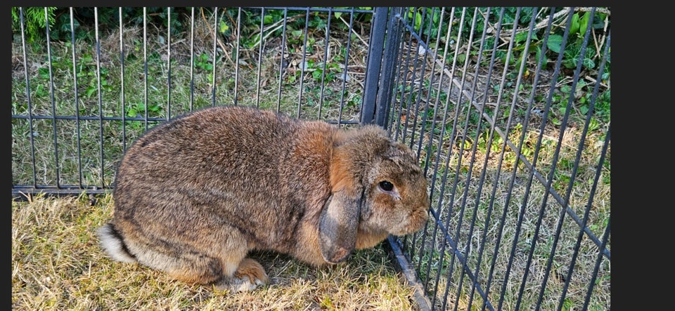 Kanin, Dværgvædder, 1 år