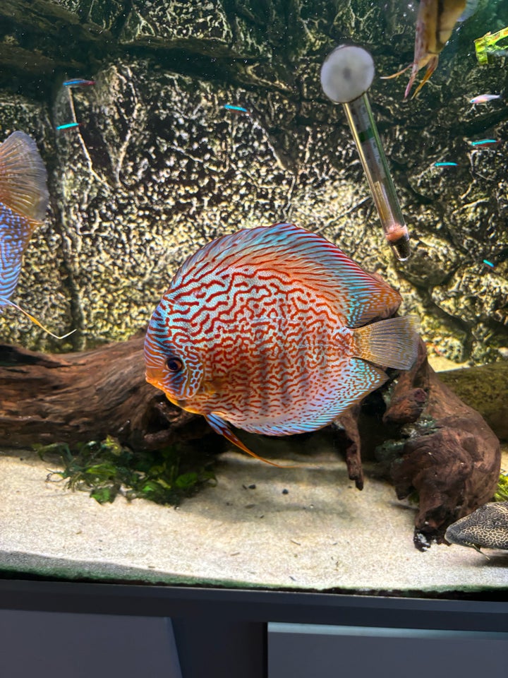 Discus, 2 stk.