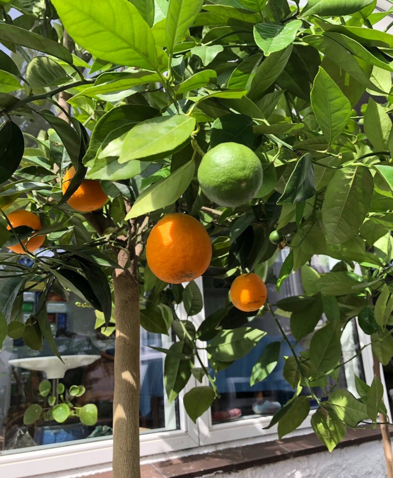 Citrus planter, Appelsin lime