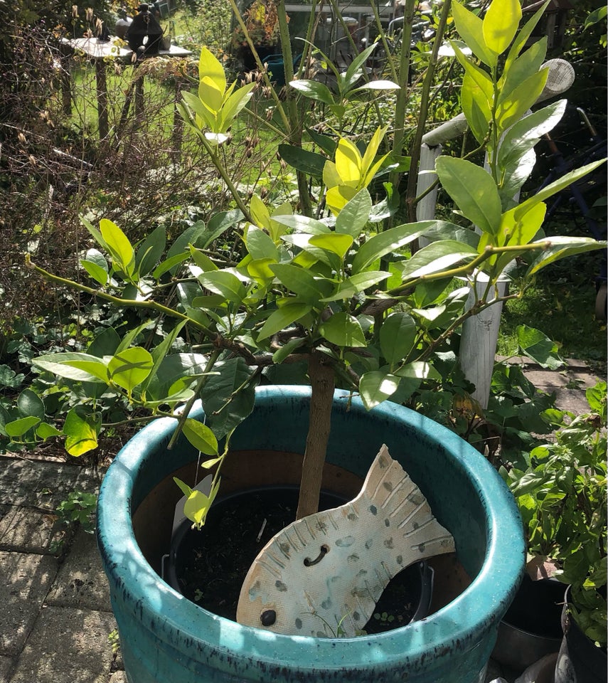 Citrus planter, Appelsin lime