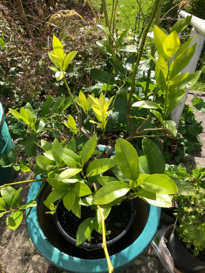 Citrus planter, Appelsin lime