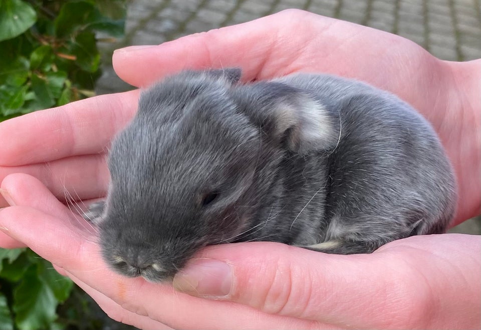 Kanin FRANSK VÆDDER HAN BLÅ OTTER