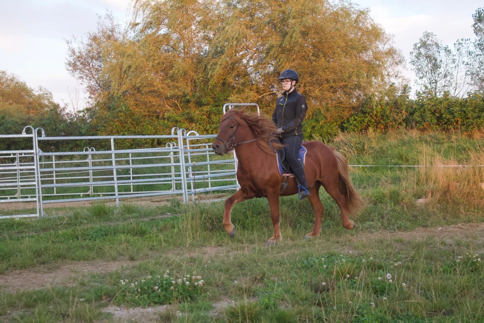 Islænder, vallak, 4 år