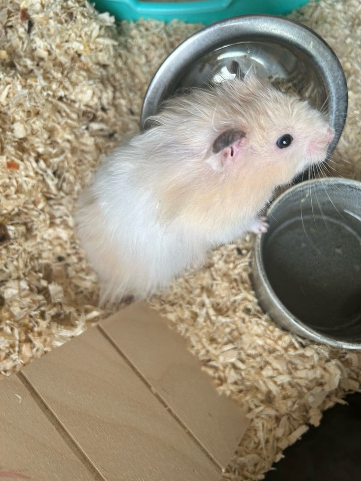 Hamster Guld hamster  0 år