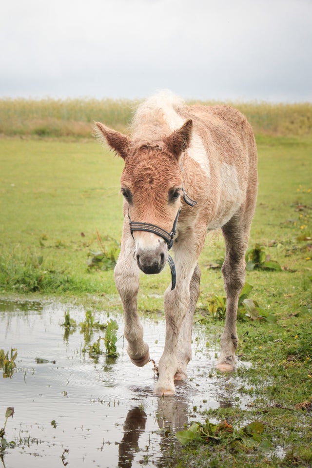 Shetlandspony hingst 0 år