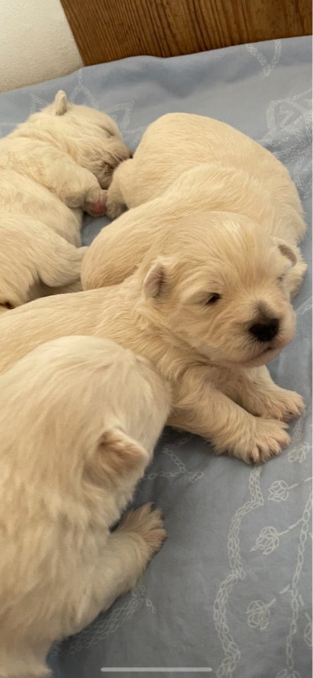 West Highland White terrier,