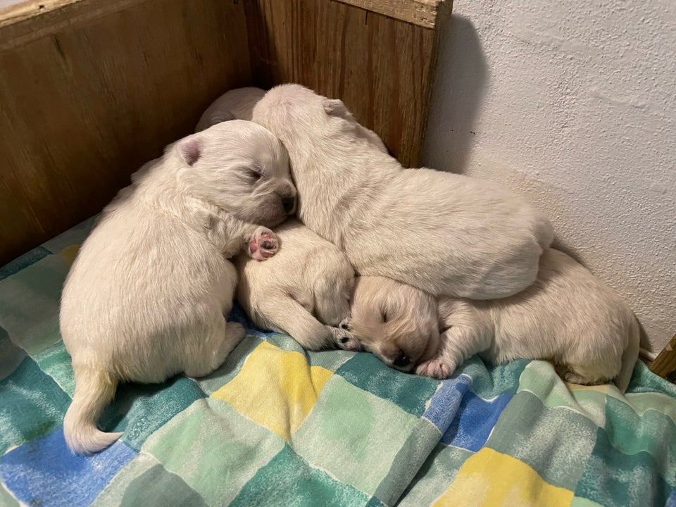 West Highland White terrier,