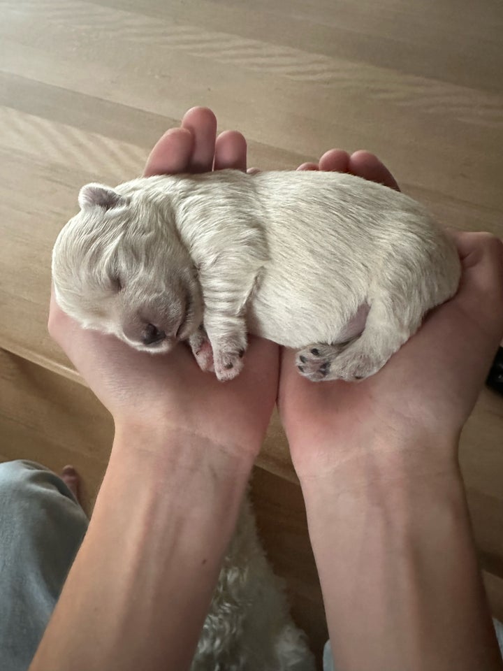 West Highland White terrier,