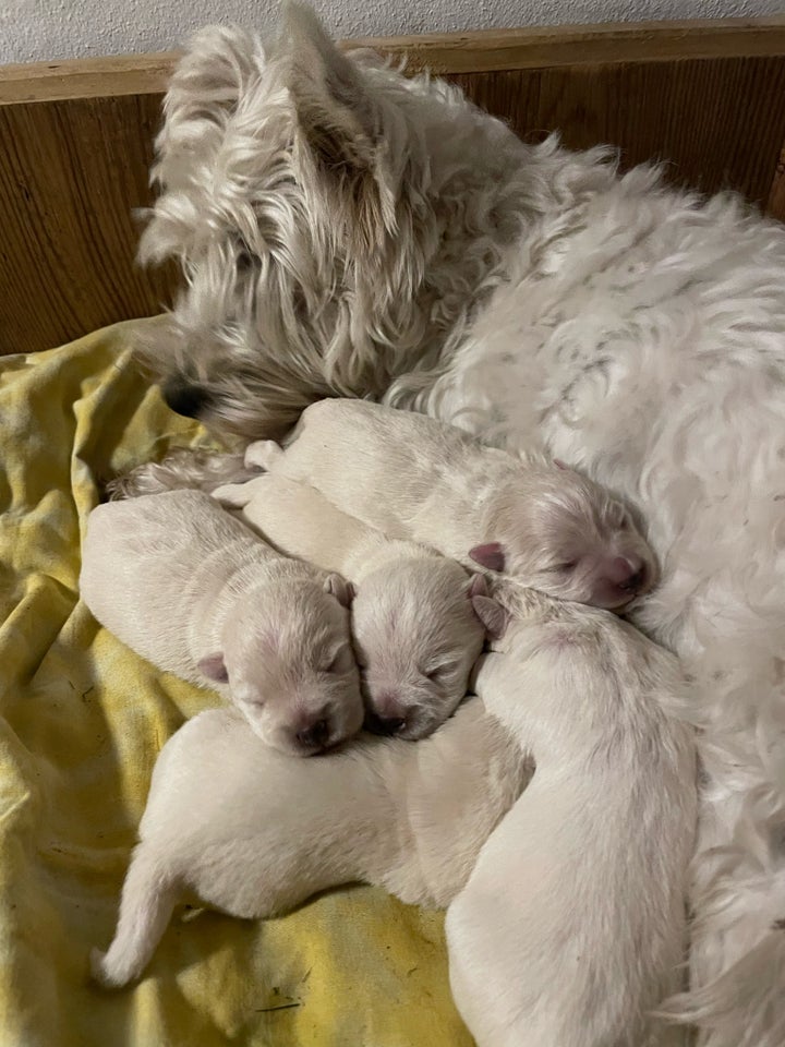 West Highland White terrier,