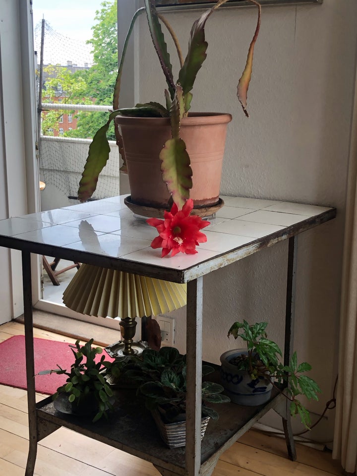 Stueplante, Epiphyllum