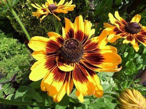 Stauder Håret solhat - Rudbekia