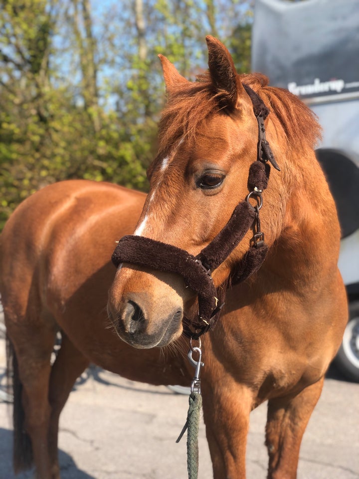 Anden race vallak 8 år