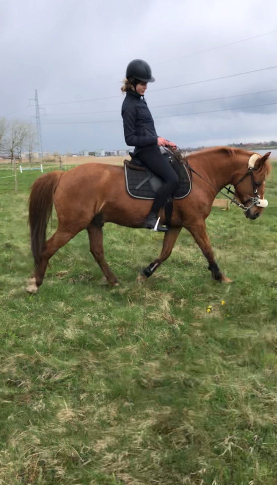 Anden race vallak 8 år