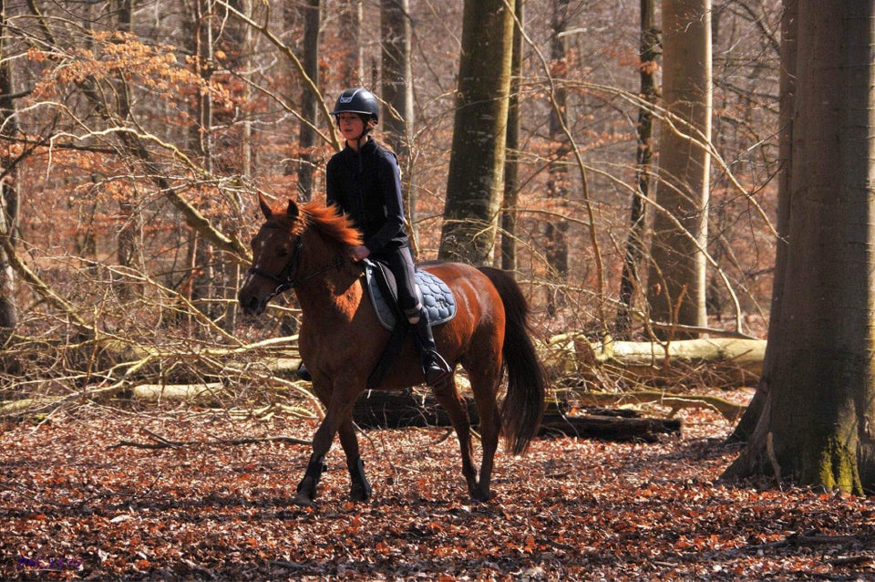 Anden race vallak 8 år