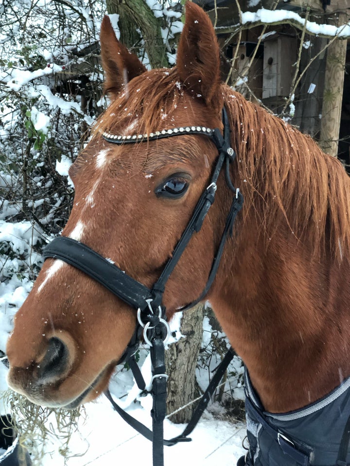 Anden race vallak 8 år