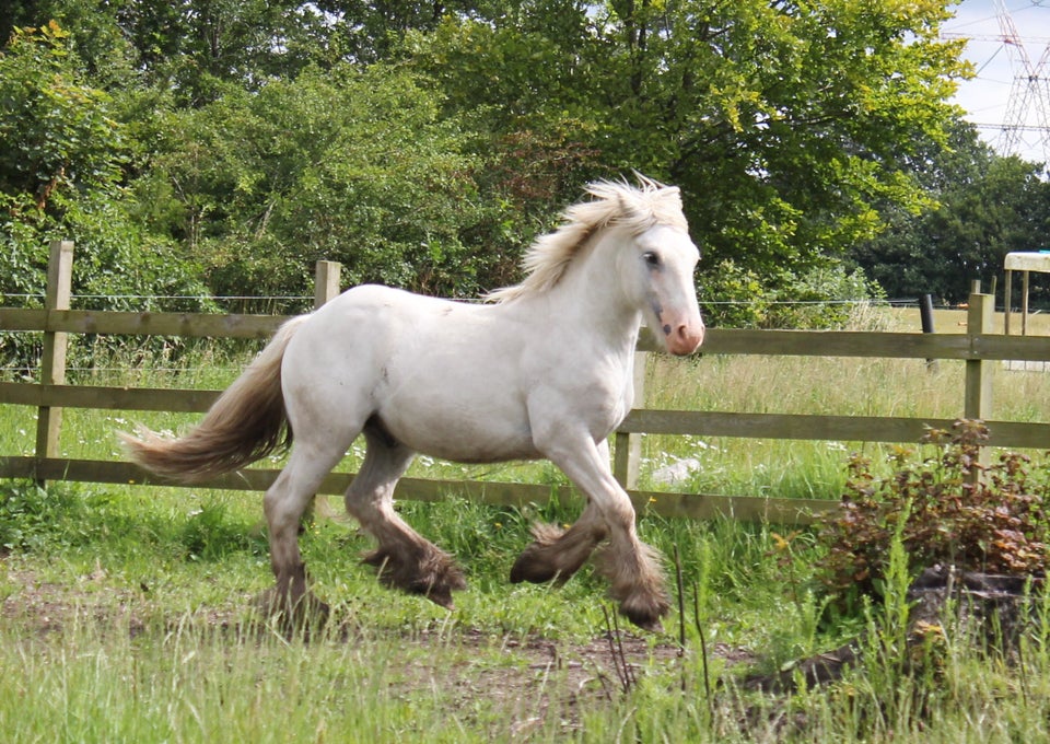 Irish Cob hingst 1 år