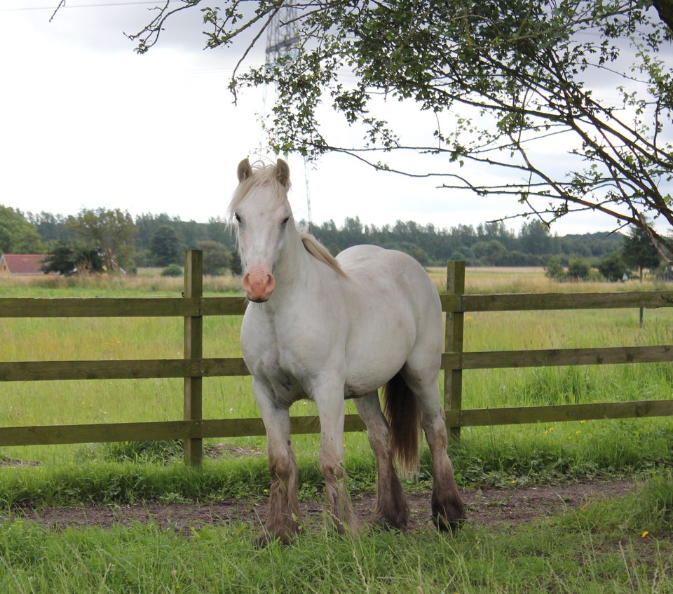 Irish Cob hingst 1 år