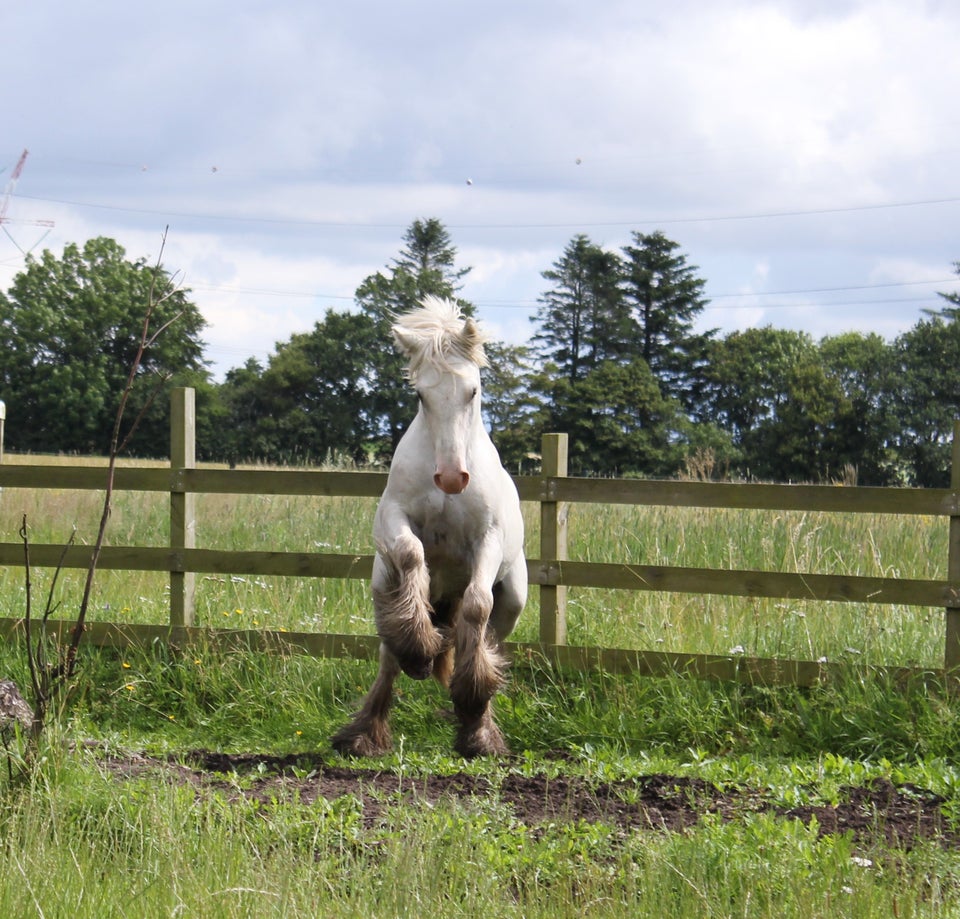 Irish Cob hingst 1 år