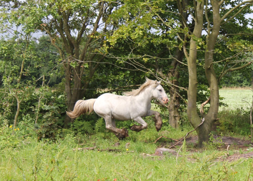 Irish Cob hingst 1 år