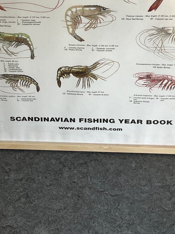 Plakat, Scandinavian Fishing Year