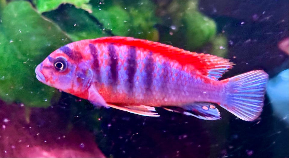 Labidochromis sp. Red top hongi