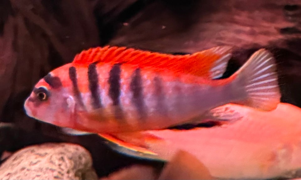 Labidochromis sp. Red top hongi