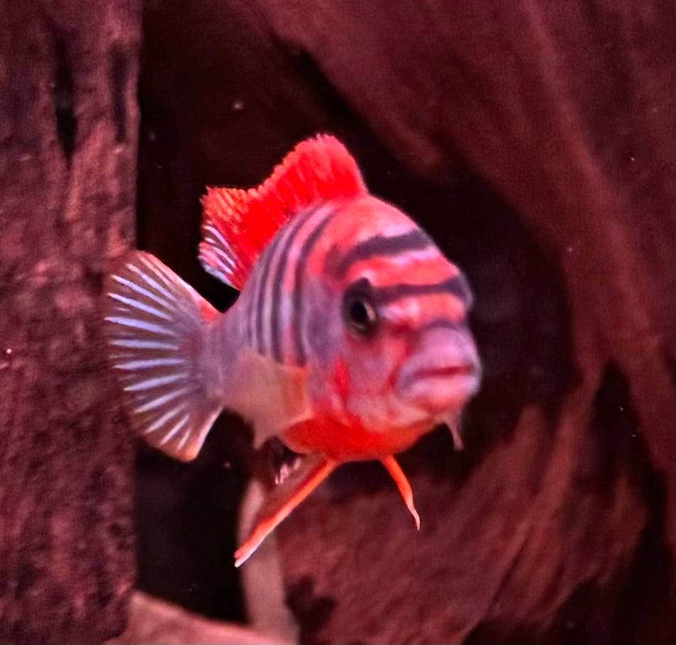 Labidochromis sp. Red top hongi