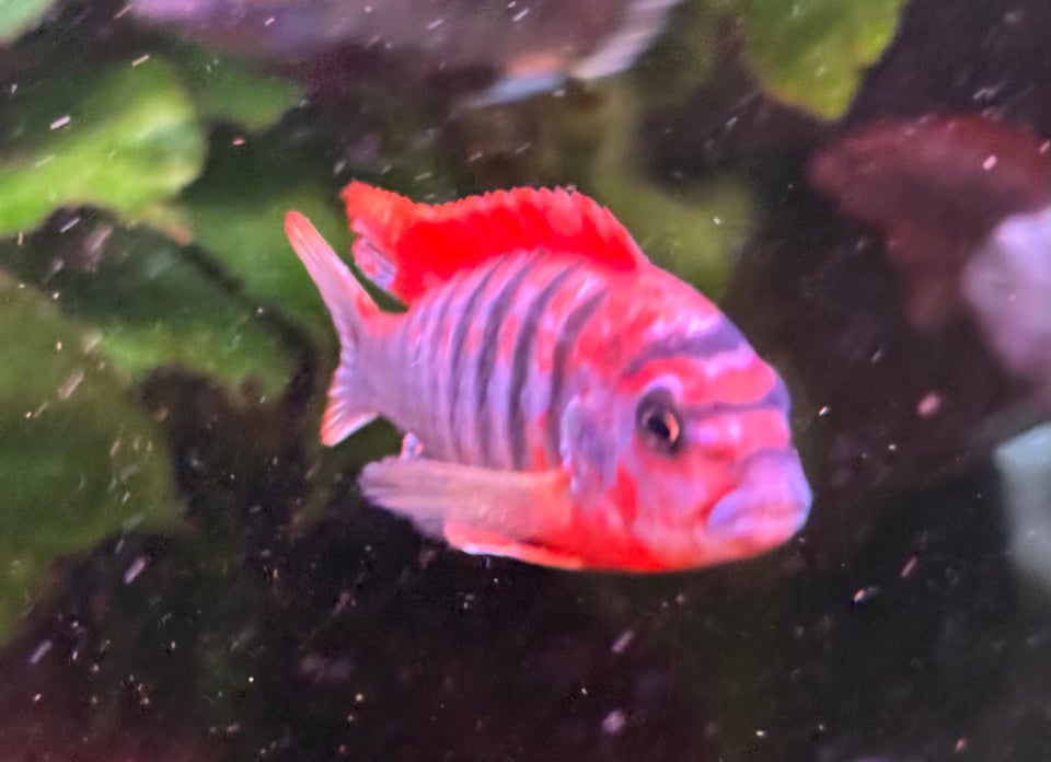 Labidochromis sp. Red top hongi