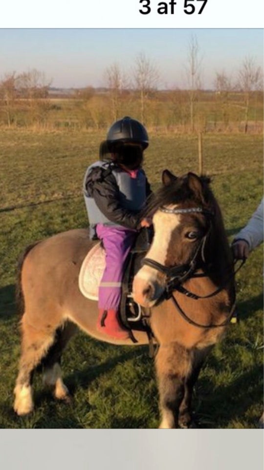 Welsh pony og Cob vallak 16 år