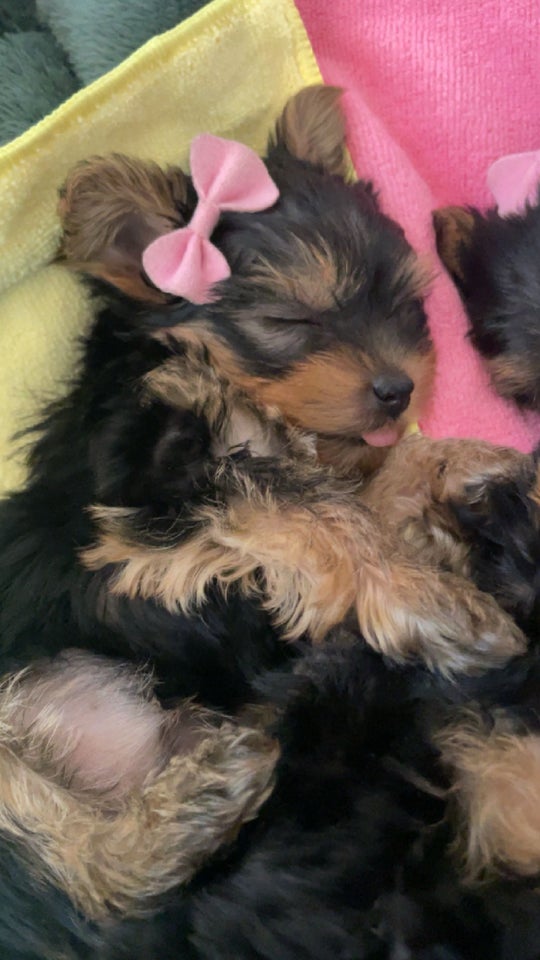 yorkshire terrier hvalpe