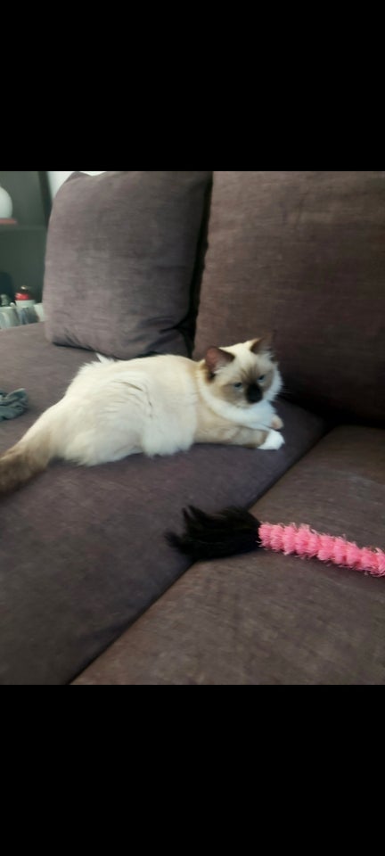 Hunkilling, Ragdoll, 8 mdr.