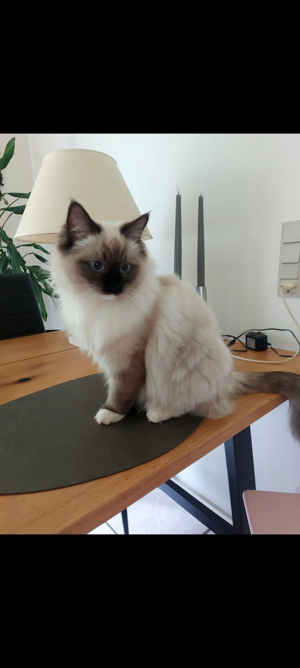 Hunkilling, Ragdoll, 8 mdr.