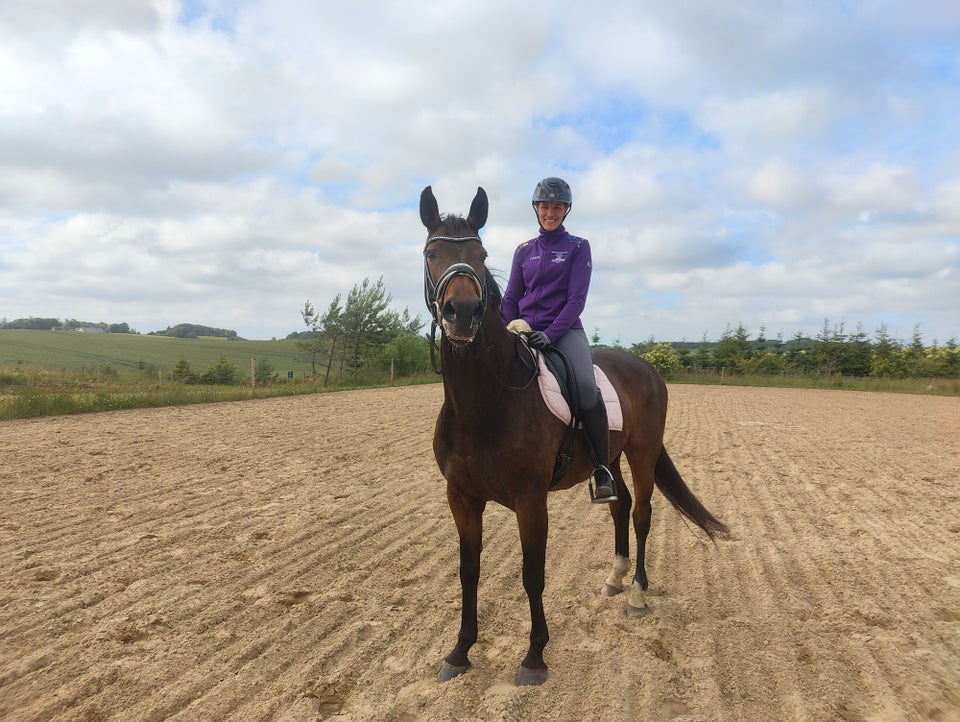 Blanding - varmblod, hoppe, 10 år