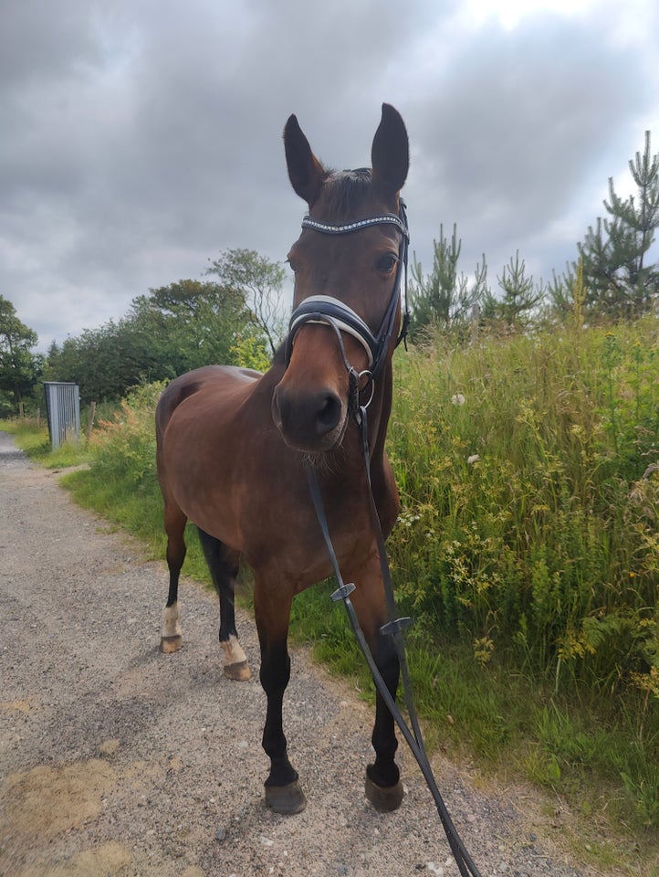 Blanding - varmblod, hoppe, 10 år