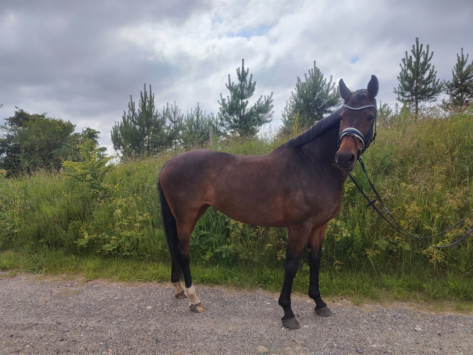 Blanding - varmblod, hoppe, 10 år