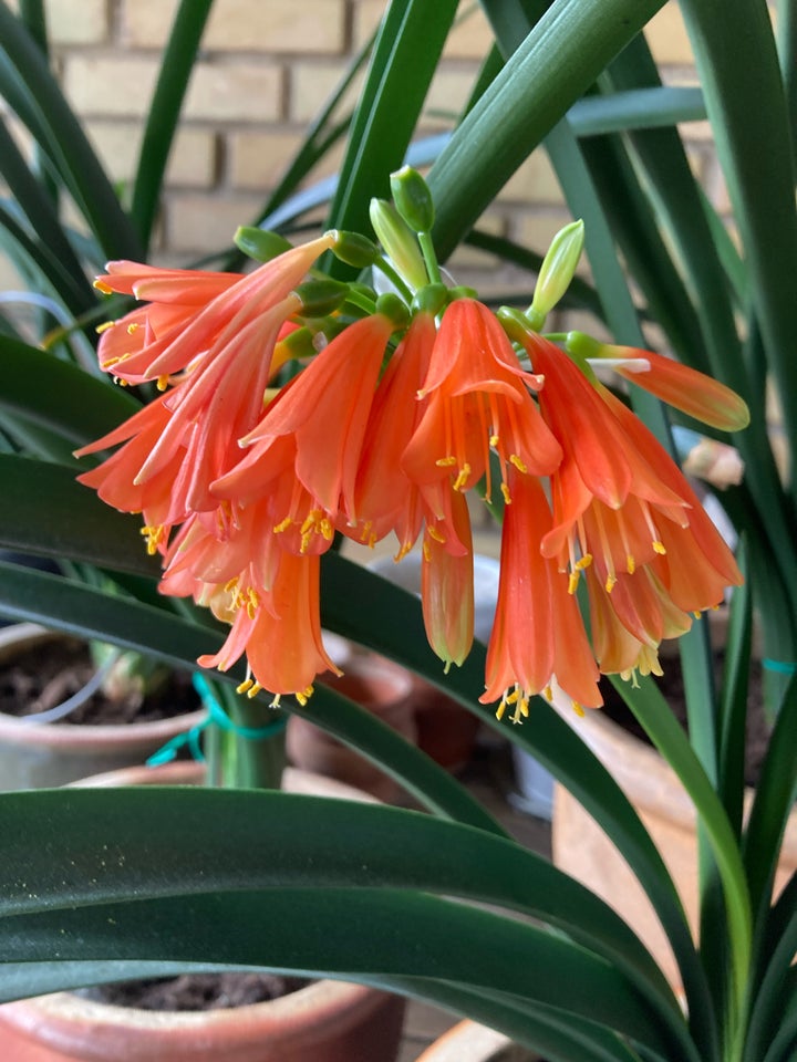 Stueplanter Clivia