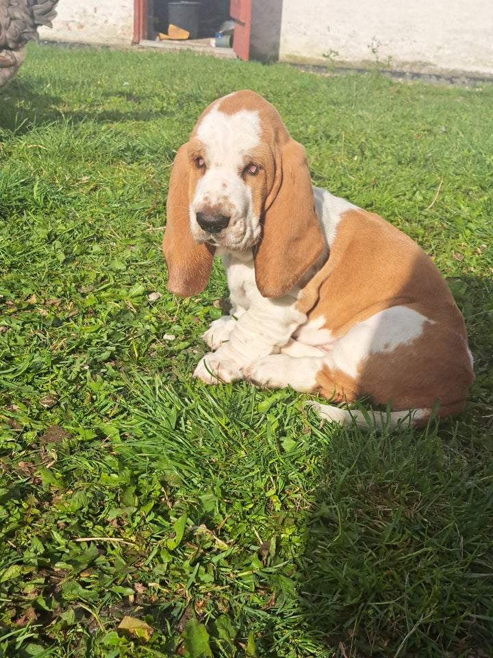 Basset hound