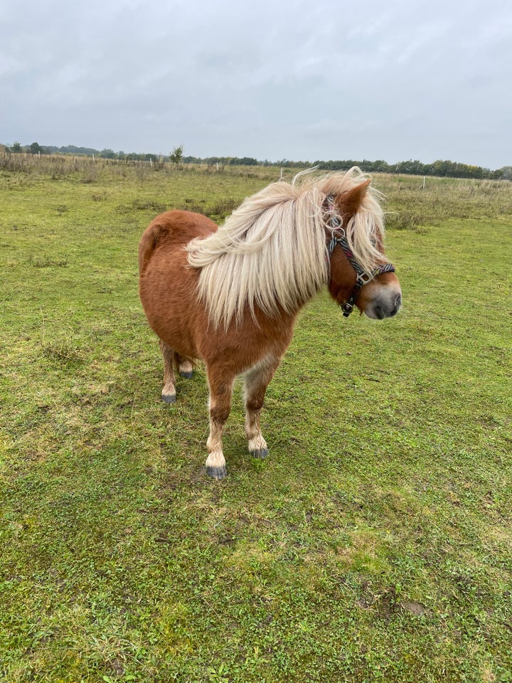 Shetlandspony, hoppe, 3 år