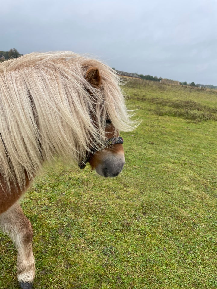 Shetlandspony, hoppe, 3 år