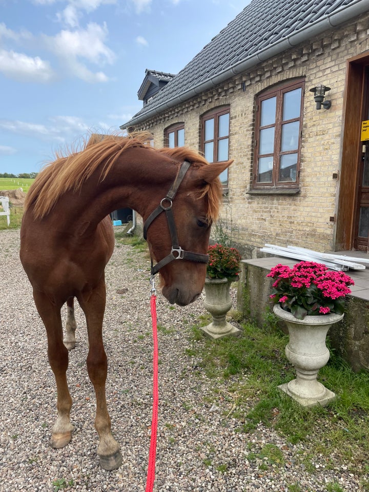 Frieser hingst 1 år